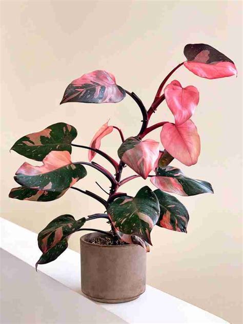 pink princess philodendron light requirements
